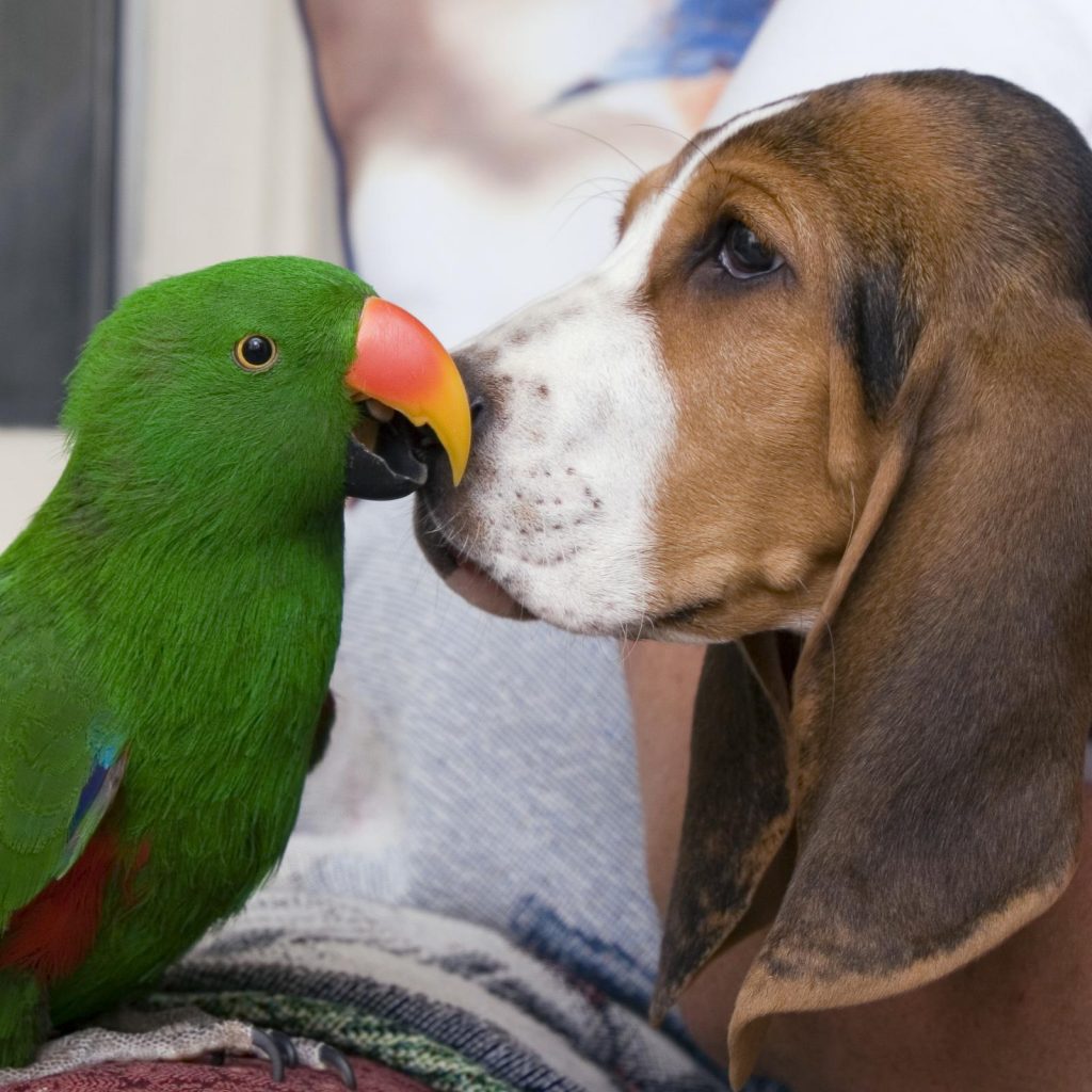 Professional Pet Sitters of MN - We can take care of your parrot!